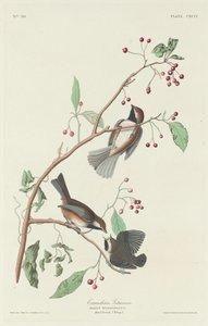 Kanadensisk mes av Robert Havell after John James Audubon