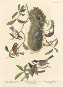 Kastanjeryggmes, svarthårig mes och kastanjekrönt mes av Robert Havell after John James Audubon