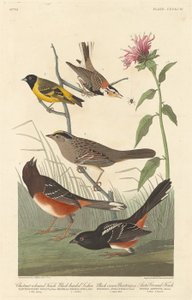 Kastanjfärgad fink, svarthårig siskin, svart kronfink och arktisk markfink