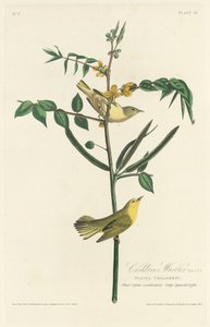 Barnsångare av Robert Havell after John James Audubon