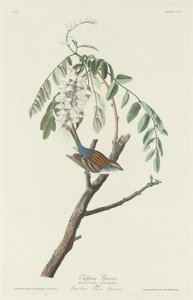 Flissparv av Robert Havell after John James Audubon
