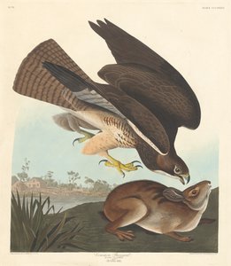 Vanlig ormvråk av Robert Havell after John James Audubon