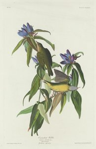 Connecticut sångare av Robert Havell after John James Audubon