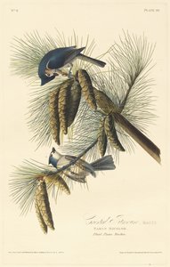 Krönmes av Robert Havell after John James Audubon