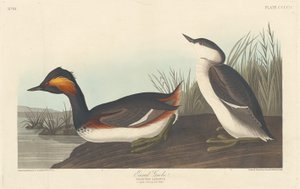 Örondopping av Robert Havell after John James Audubon