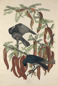 Fiskkråka av Robert Havell after John James Audubon