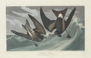Gaffelstjärtsvala av Robert Havell after John James Audubon