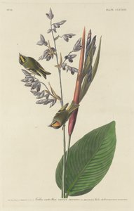 Gyllene krönad gärdsmyg av Robert Havell after John James Audubon