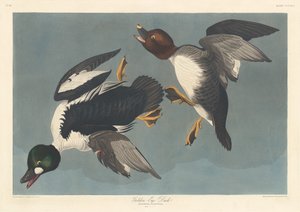 Golden-eye Anka av Robert Havell after John James Audubon