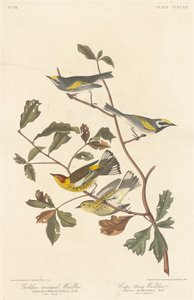 Guldvingad sångare och kapmajsångare av Robert Havell after John James Audubon