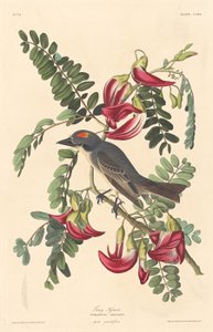 Grå Tyrann av Robert Havell after John James Audubon