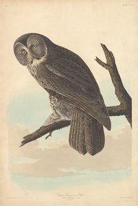 Stor Cinereous Owl av Robert Havell after John James Audubon