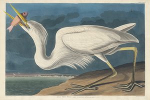 Great White Heron av Robert Havell after John James Audubon