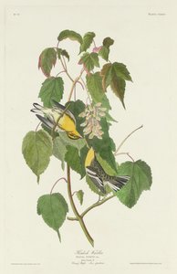 Hemlock sångare av Robert Havell after John James Audubon