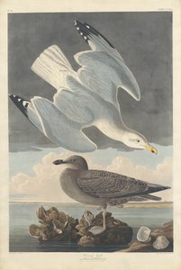 Gråtrut av Robert Havell after John James Audubon