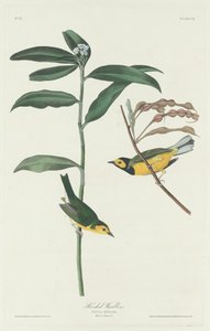 Huvsångare av Robert Havell after John James Audubon