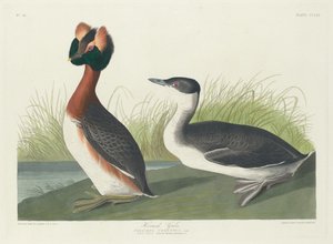 Hornad dopping av Robert Havell after John James Audubon
