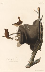 House Wren av Robert Havell after John James Audubon