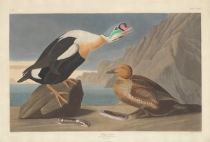Kung Anka av Robert Havell after John James Audubon