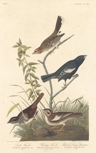 Lärkfink, präriefink och brun sångsparv av Robert Havell after John James Audubon