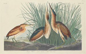 Minst bitter av Robert Havell after John James Audubon