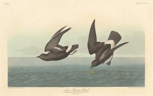 Minst stormiga petrel av Robert Havell after John James Audubon