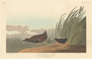 Minst vatten-höna av Robert Havell after John James Audubon