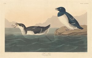 Lilla alk av Robert Havell after John James Audubon
