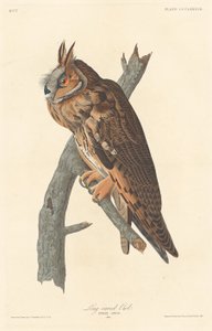 Långörad uggla av Robert Havell after John James Audubon