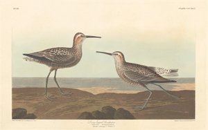 Långbent sandsnäppa av Robert Havell after John James Audubon