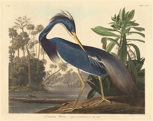 Louisiana Heron av Robert Havell after John James Audubon