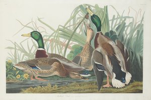 Gräsand av Robert Havell after John James Audubon