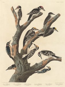 Marias hackspett av Robert Havell after John James Audubon