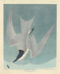 Marsktärna av Robert Havell after John James Audubon