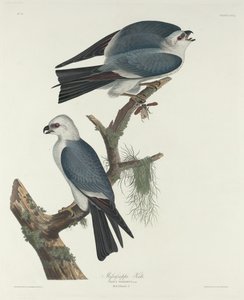 Mississippi drake av Robert Havell after John James Audubon