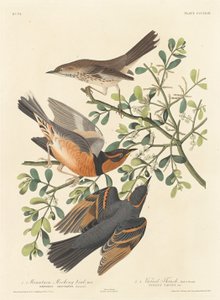 Bergspottfågel och omväxlande trast av Robert Havell after John James Audubon