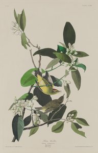 Palmsångare av Robert Havell after John James Audubon