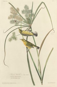 Präriesångare av Robert Havell after John James Audubon