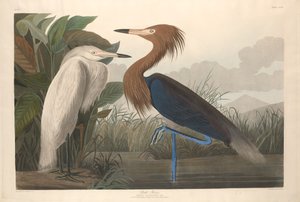Lila häger av Robert Havell after John James Audubon