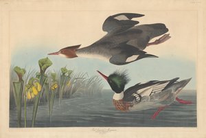 Rödbröstad Merganser av Robert Havell after John James Audubon