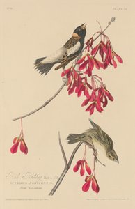 Rissparv av Robert Havell after John James Audubon