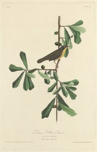 Roscoes gula hals av Robert Havell after John James Audubon