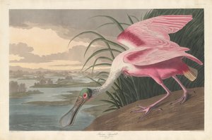 Roseate skednäbb av Robert Havell after John James Audubon