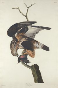 Grovbent Falcon av Robert Havell after John James Audubon