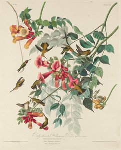Ruby-throated Hummingbird av Robert Havell after John James Audubon