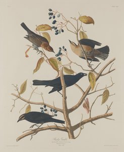 Rostig Grakle av Robert Havell after John James Audubon