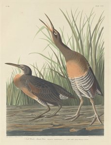 Saltvattenkärrshöna av Robert Havell after John James Audubon