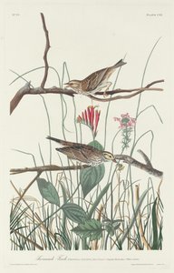Savannah Finch av Robert Havell after John James Audubon