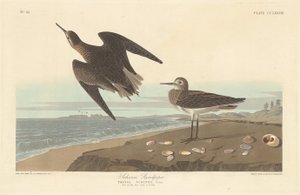 Schinz sandsnäppa av Robert Havell after John James Audubon