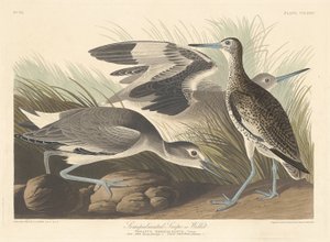 Halvpalmatad Snipe eller Willet av Robert Havell after John James Audubon